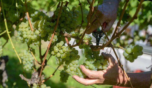 Wine Summer: Weingut Garlider