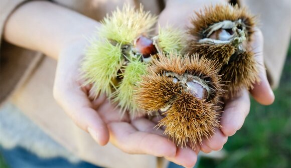 Caccia alle castagne