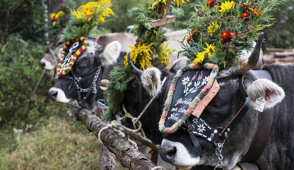 Cattle drive in Zwieselstein