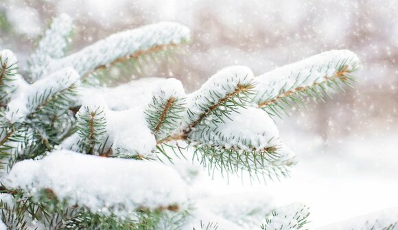 Ciaspolata nel parco naturale