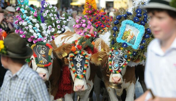 Cattle drive and farmers' market