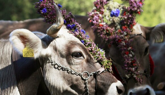 Almabtrieb von der Innerfalkomai Alm