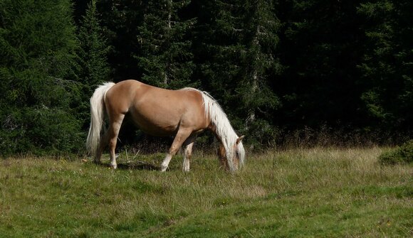 Return of the Haflinger horses