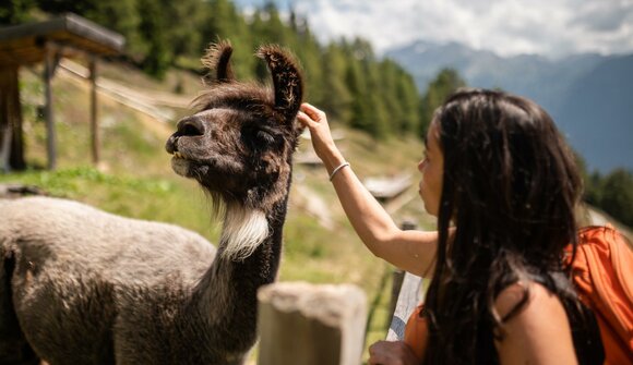 Lamas, die besten Freunde der Kinder