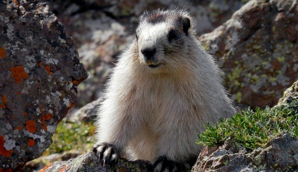 Sentiero delle marmotte