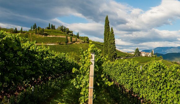 Weinwanderung am Gewürztraminer Weg