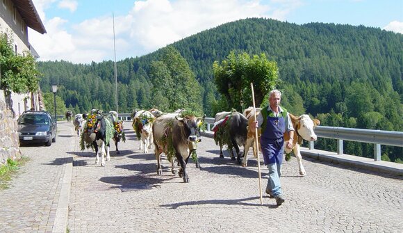 Driving down of cattle in Anterivo