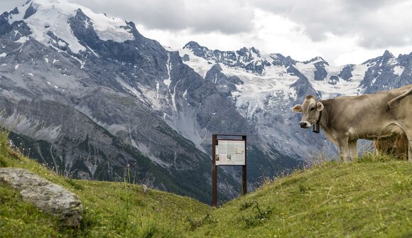 Hike to a Mountain Dairy Farm