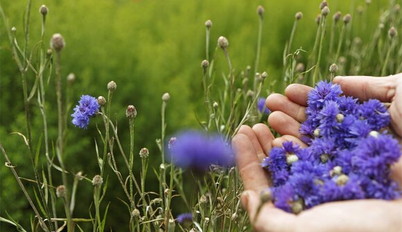 100% giardini aromatici