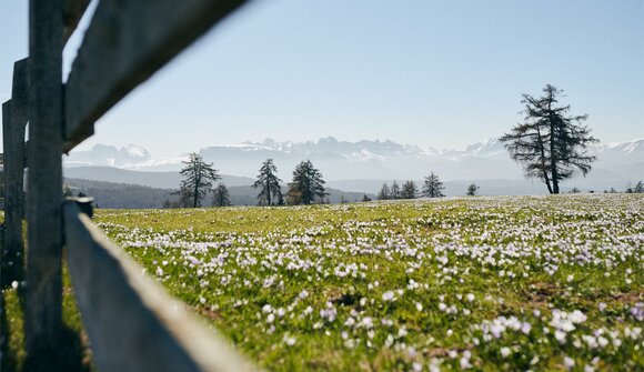 Krokuswanderung zur Möltner Kaser