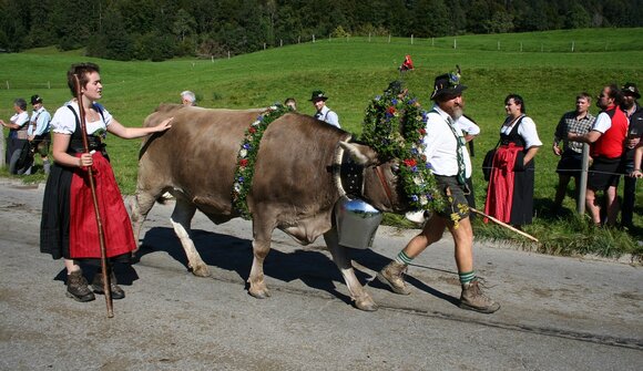 Alpine cattle drive