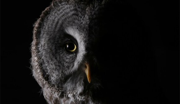 Owl Park by night "Greifvögelnacht"