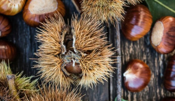 Wine, hiking and chestnut delicacy