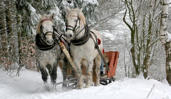 Gita in carrozza trainata da cavalli