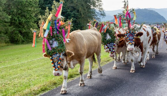 Almabtrieb in Söll