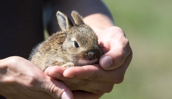 Rabbit exhibition in Campodazzo