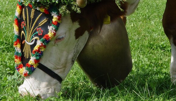 Almabtrieb am Monte Baldo