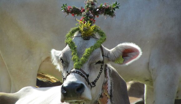 The cattle returns from the alps