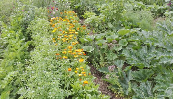 We discover the mountain herbs