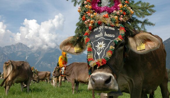 Traditional cattle drive at Fulpmes