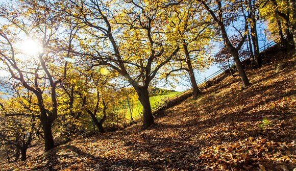 Guided "Törggele"- hike - Gostnerhof