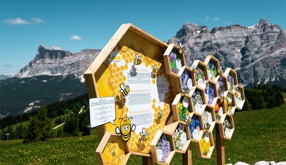 Die Welt der Bienen entdecken