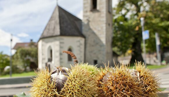 Castagne - Sentiero del castagno