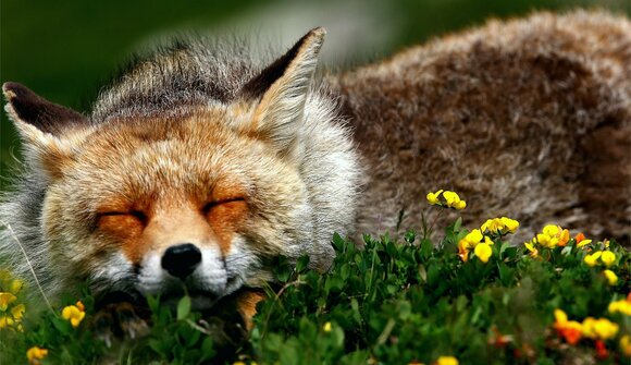 Erlebnis Wildtiere im Nationalpark