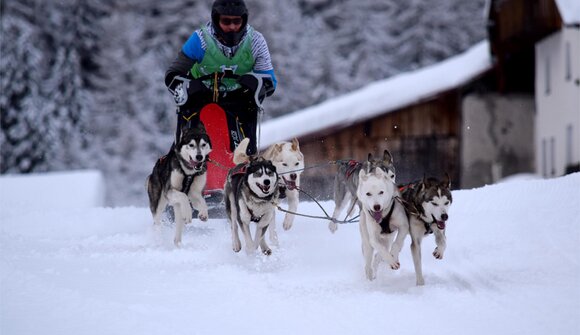 Gara internazionale di sleddog