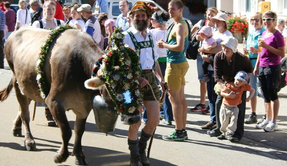 Cattle Drive in Achensee Region