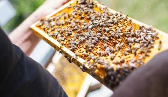 Die "süße" Welt der Bienen