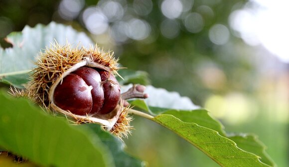 Chestnut festival: Valle del Centa