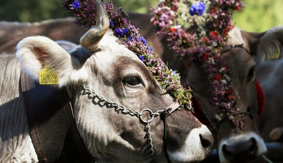 Ceremonial cattle drive in Burgeis