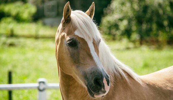 150 anni cavallo Haflinger