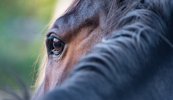 Giorni equestri a Prati