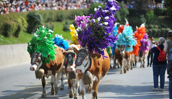 Kelchsau cattle drive