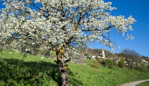 Guided plum walk